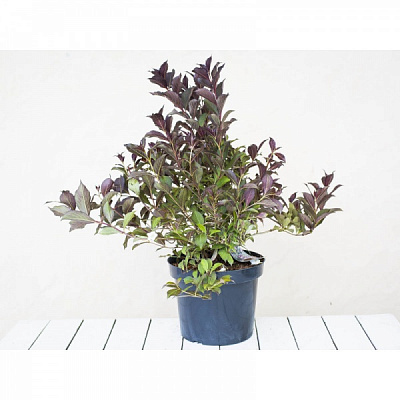 Растение Вейгела александра розес d17/h25