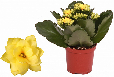 Растение комнатное Каланхоэ микс d7/10