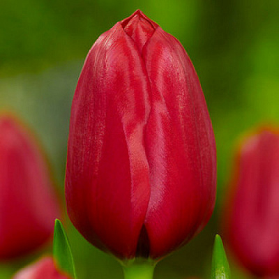 Луковица Тюльпан Триумф Ile de France 3 шт. 