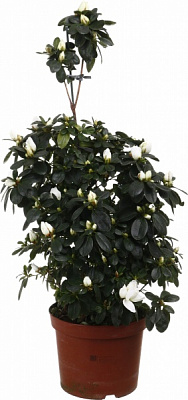 Рослина кімнатна Азалія Піраміда мікс 19/90