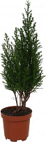 Растение Кипарисовик Ellwoodii 9х30 см