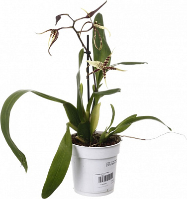 Растение комнатное Камбрия микс 12х45 см 1 ствол