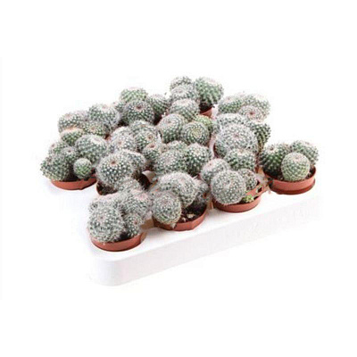 Рослина Кактус 5х8 Mammillaria Hahniana