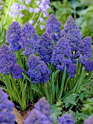 Цибулина Мускарі Фентезі Кріейшн (5 шт.) 5 шт.