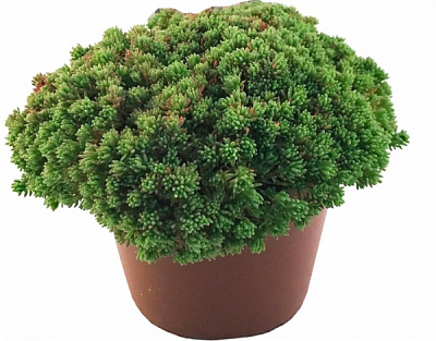 Растение Очиток испанский С1