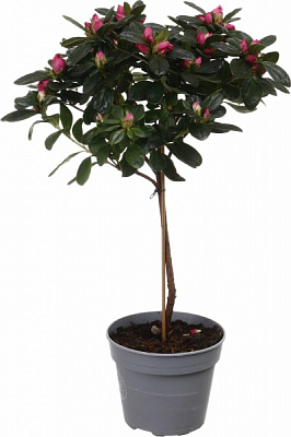 Растение комнатное Азалия штамб микс d13/h40