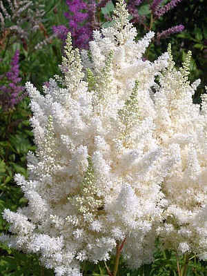 Корневище астильбы Вейс Глория 1 шт.