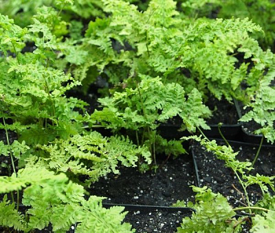 Растение декоративное Лотос К Щитовник австралийский (Dryopteris australica 'Crispa Whiteside')