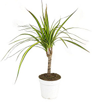 Растение Драцена 12х45 Sunray 1 ствол