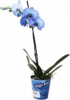 Рослина кімнатна Фаленопсис 12х60 см 1 стовбур синій (фарбований)
