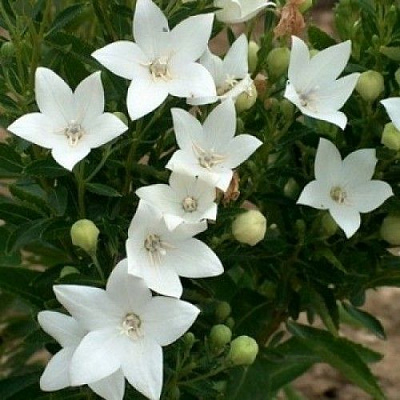 Корневище Яскрава Платикодон Albus 1 шт. 