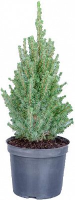 Рослина Ялина Conica 45 см