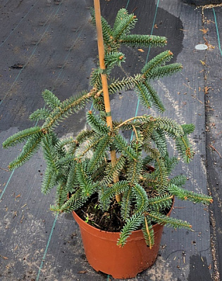 Пихта испанская / Abies pinsapo Kelleriis, С10