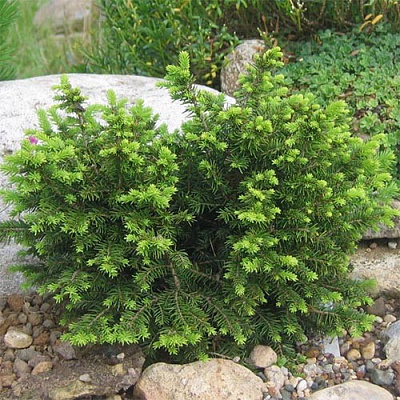 Рослина Ялина Карел d15/h30