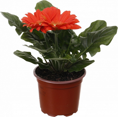 Растение комнатное Гербера мини d9/h15