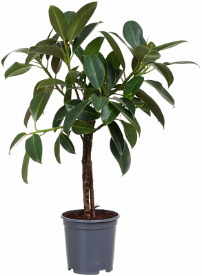 Рослина фікус мелані 21/95