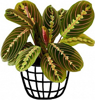 Растение комнатное Маранта 10/25 Maranta Fascinator (Tricolor)
