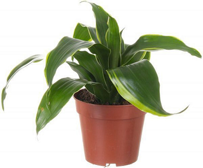 Растение комнатное Драцена Compacta без ствола d9/h20