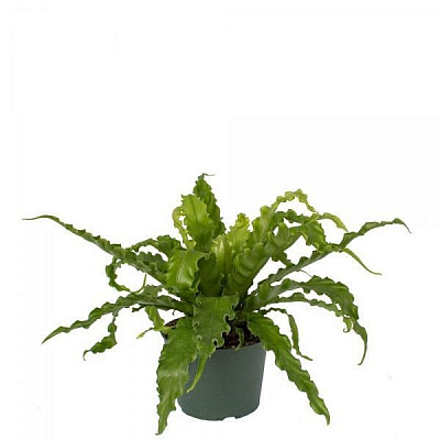 Рослина декоративна Кочедижнік жіночий 'Victoriae' (Athyriumfilix-femina 'Victoriae')