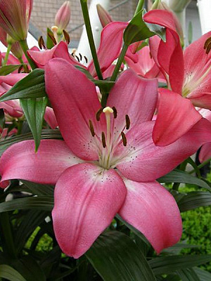 Цибулина лілії ЛА Арбатакс 1 шт.