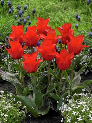 Луковица тюльпана Грейга Ред Райдинг Худ 3 шт. 