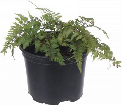 Растение Кочедыжник нипонский Ред Бьюти С3