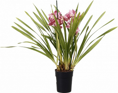 Растение комнатное Цимбидиум 14х65 см 2 ствола микс