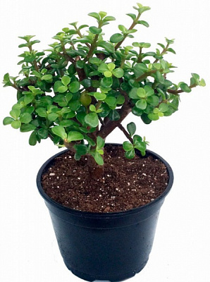 Растение комнатное Портулацея 6/10