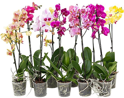 Рослина Фаленопсис (орхідея) 12x50 1 стовбур мікс (Anthura BV)