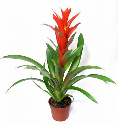 Растение Бромелия микс 12/40