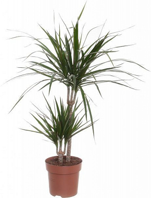 Растение Драцена микс 17/80