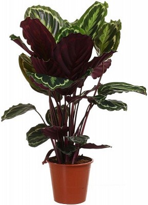 Рослина Калатея 19х90 см Медальйон