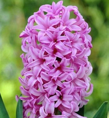 Луковица Яскрава Anna Liza 2 шт. 