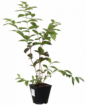 Саженец Вейгела (3 л)