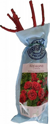 Саджанець Merry Green Троянда поліантова Кордула