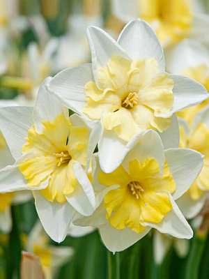 Цибулина нарциса Пром Данс 3 шт. TUBERBULB Export B.V.