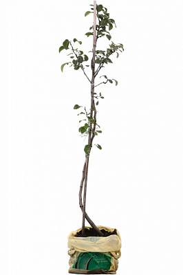 Саджанець Груша в асортименті 3 р (L.15)