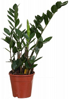 Растение Замиокулькас d17х70 см