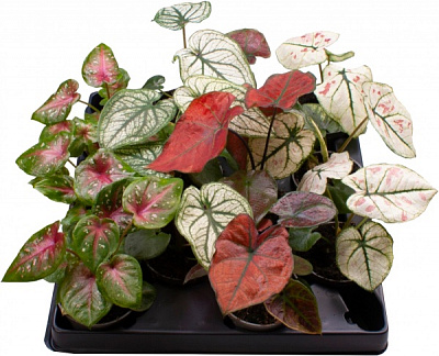 Растение Колладиум микс d12/h25