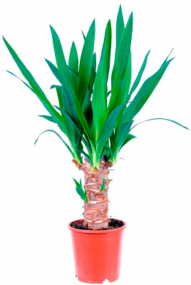 Растение Юкка на стволе 14x55 см