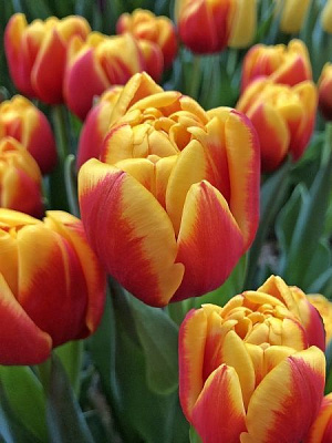 Луковица TUBERBULB Export B.V. тюльпана махрового раннего Шелл 3 шт. 