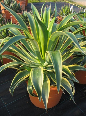 Рослина кімнатна Агава Дерментіана варієгата d20/h50