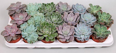 Растение Эхеверия микс 8х5\10 см