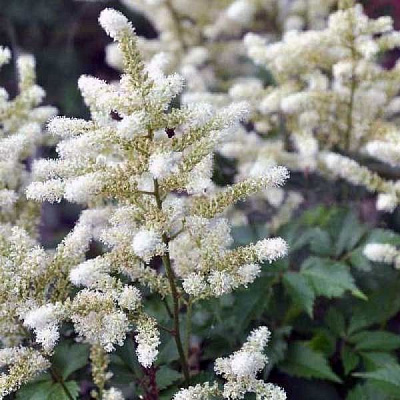 Саженец Волжанка двудомная Kneiffii