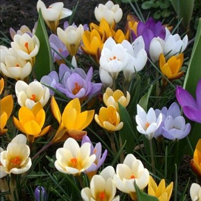 Луковица Яскрава Крокус ботанический 5 шт. 