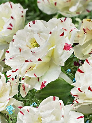 Луковица TUBERBULB Export B.V. тюльпана махрового позднего Денслайн 3 шт. 