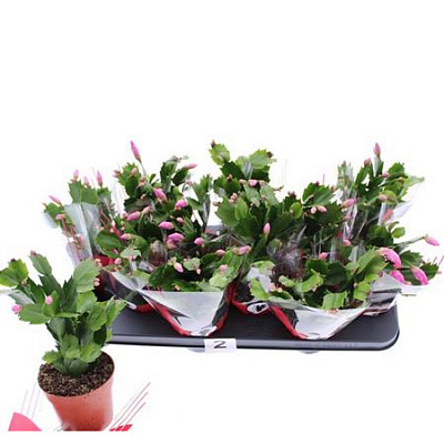 Растение Шлюмбергера 10х20 микс