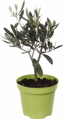 Растение Оливка 12/30