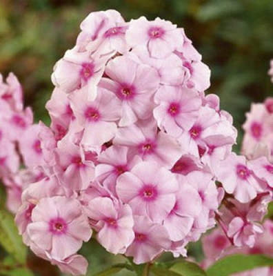 Корневище Яскрава Флокс Bright eyees 1 шт. 