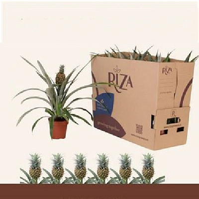 Растение Ананас 12*45 Rosita с плодом
